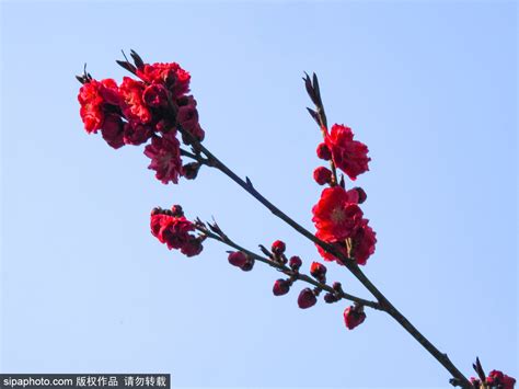 桃枝是什麼|桃枝（蔷薇科植物桃的干燥枝条）